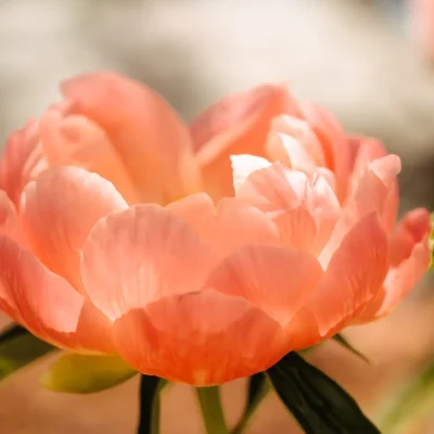 untitled (62 of 119)